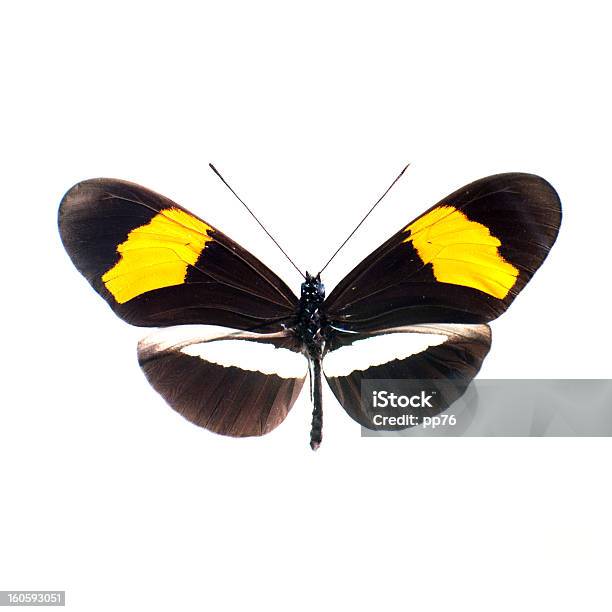 Borboleta Em Um Fundo Branco Em Alta Definição - Fotografias de stock e mais imagens de Animal - Animal, Asa de animal, Beleza