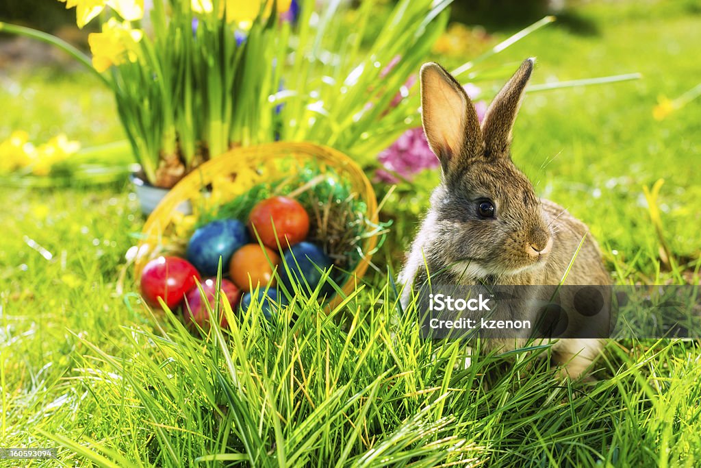 Easter bunny on meadow with basket and eggs Living Easter bunny with eggs in a basket on a meadow in spring Easter Bunny Stock Photo