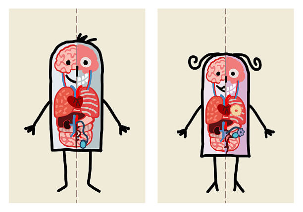 127 Animal Reproductive Organ Illustrations & Clip Art - iStock | Testis, Chimpanzee 127 Animal Reproductive Organ Illustrations & Clip Art - iStock | Testis, Chimpanzee