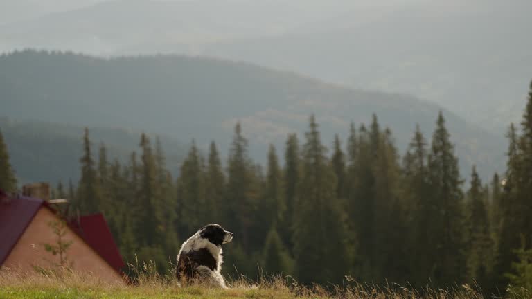 big calm relaxed mountain dog seating in the grass, mountains of Ukraine, Carpathians. dog sitting on beautiful autumn mountain background with pines enjoying freedom and view.