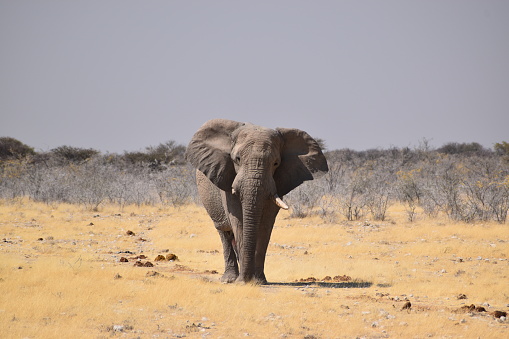 a single african elephant at a waterhole