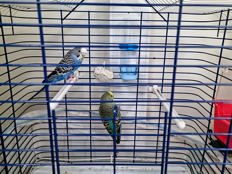 Two cute parakeets