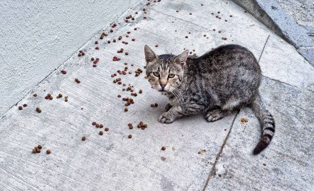 Homeless cats eating stock photo