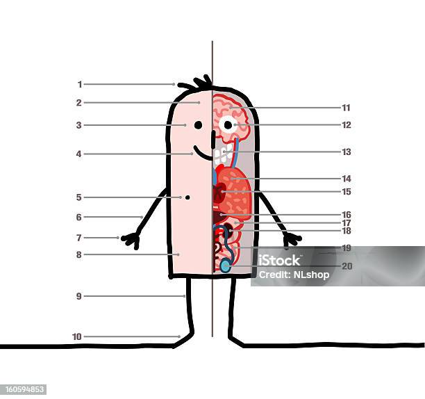 Human Body Amp Anatomy Lesson Stock Illustration - Download Image Now - Abdomen, Adult, Anatomy