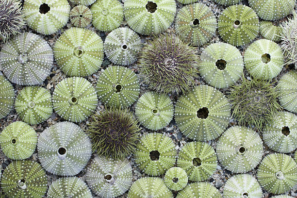 riccio di mare test - green sea urchin immagine foto e immagini stock