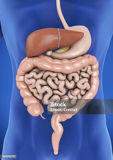 Digestive Organe Des Menschlichen Stockfoto und mehr Bilder von Mesenterium - Mesenterium, Anatomie, Appendix vermiformis