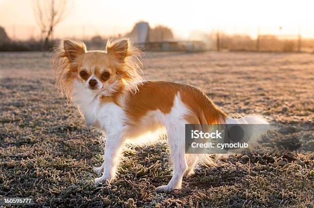 Chihuahua No Inverno - Fotografias de stock e mais imagens de Animal - Animal, Animal de Estimação, Anoitecer