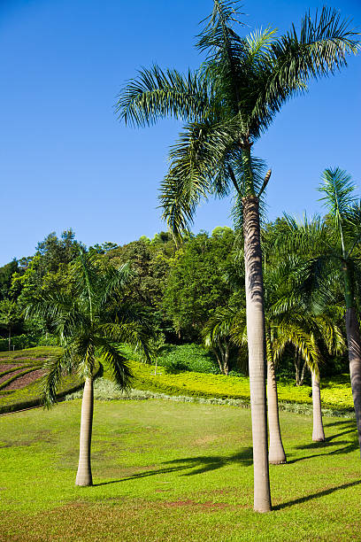 公園の景色 ストックフォト