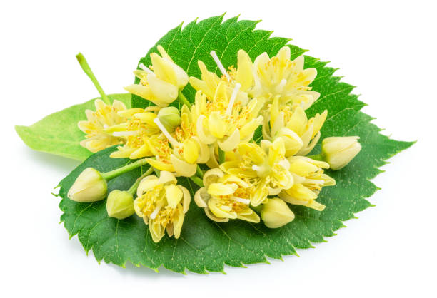 istock Linden flowers or lime tree flowers isolated on white background. 1605959770