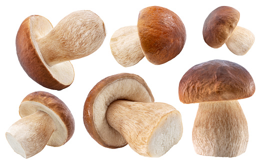 Porcini mushrooms on white background. File contains clipping paths.