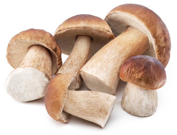 istock Group of porcini mushrooms isolated on white background. 1605960741