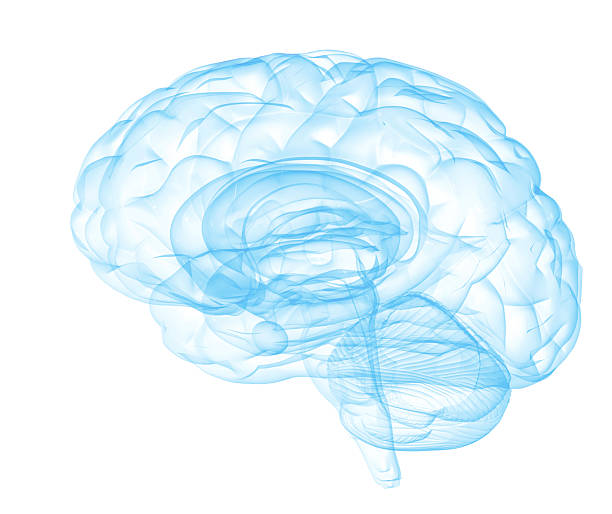 정신 클래러티 - hypothalamus 뉴스 사진 이미지