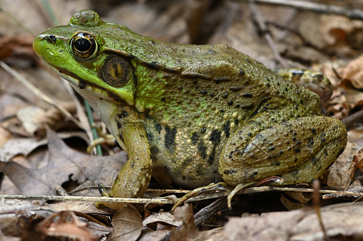 Side view of female green frog (Lithobates clamitans) in leaves near a pond in Connecticut, with cream-colored throat (green in male) and tympanum (or eardrum) about the same size as the eye (tympanum much larger than eye in male). Female green frogs average larger than males. The straight ridge down each side of the back distinguishes this species from the larger bullfrog.