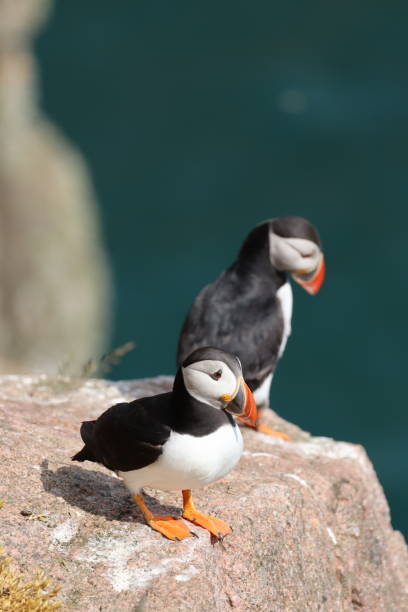 Puffins on rocks Close up of puffins on rocks puffins resting stock pictures, royalty-free photos & images