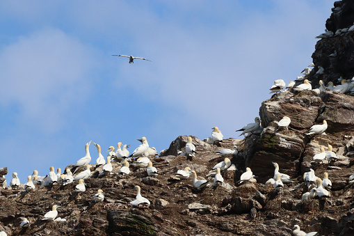 Gannets on clifftops at Crovie