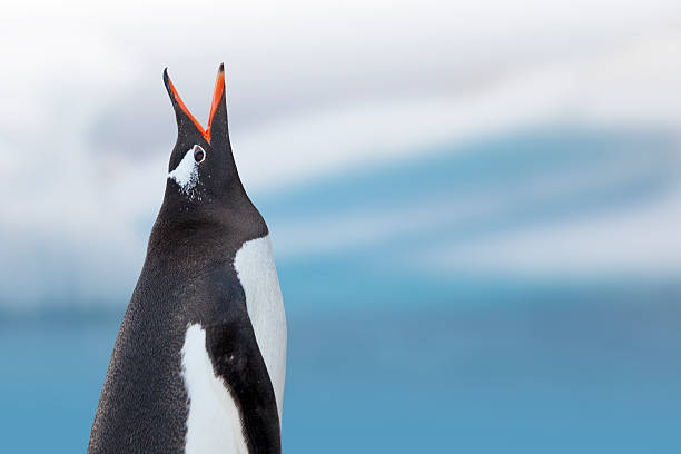 antarktis eselspinguin rufen - nature antarctica half moon island penguin stock-fotos und bilder