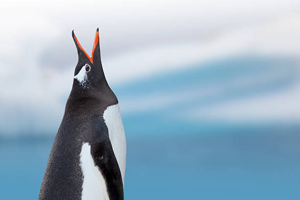 antarctique manchot papou crier - half moon island horizontal penguin animal photos et images de collection
