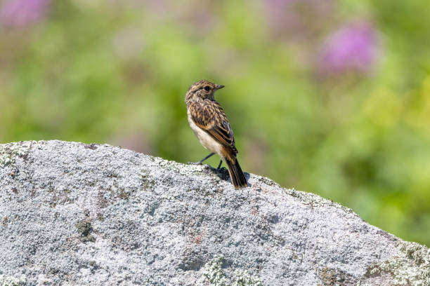 istock Young Siberian Stonechat on the stone in summer plateau. 1605982414