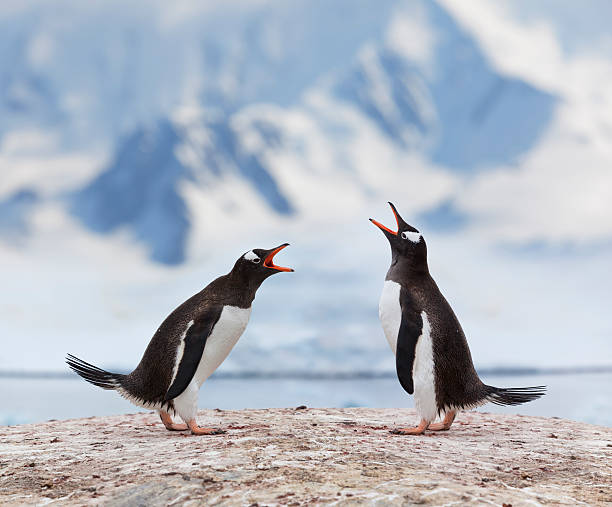 antártida gentoo penguins combate - ice shelf imagens e fotografias de stock
