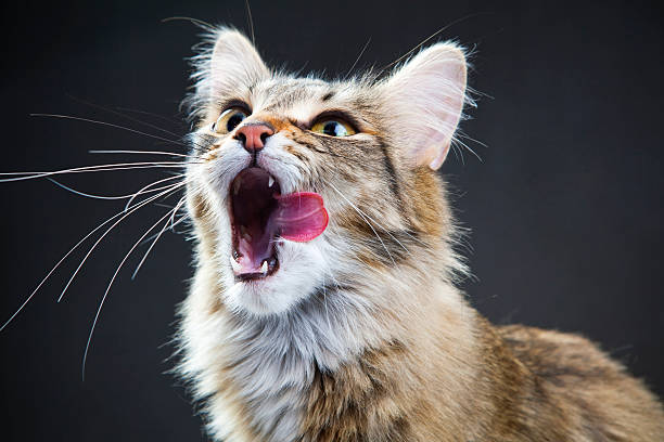 Portrait of a cat Portrait of a cat on a dark background purring stock pictures, royalty-free photos & images