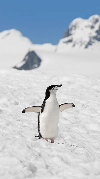 antartide pigoscelide dell'antartide sul halfmoon island - animal chinstrap penguin antarctic peninsula ice floe foto e immagini stock