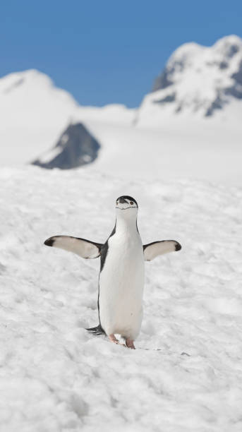 南極ヒゲペンギンに半月島 - penguin chinstrap penguin antarctic peninsula ice floe ストックフォトと画像