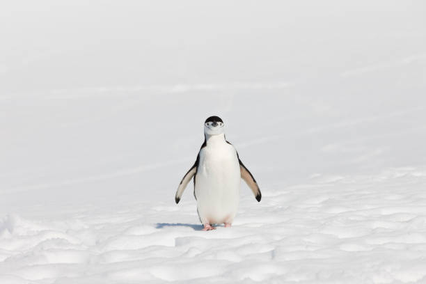 antartide pigoscelide dell'antartide sul halfmoon island - animal chinstrap penguin antarctic peninsula ice floe foto e immagini stock