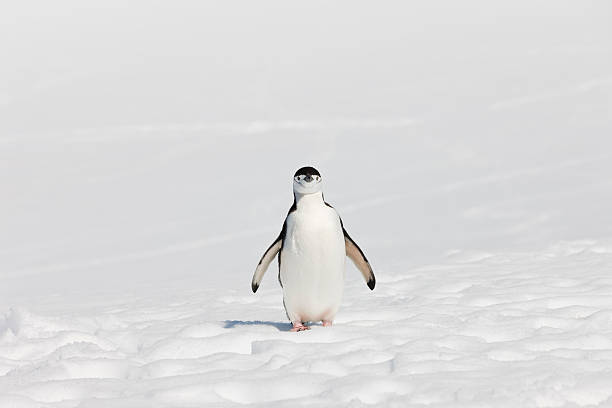 南極ヒゲペンギンに半月島 - penguin chinstrap penguin antarctic peninsula ice floe ストックフォトと画像