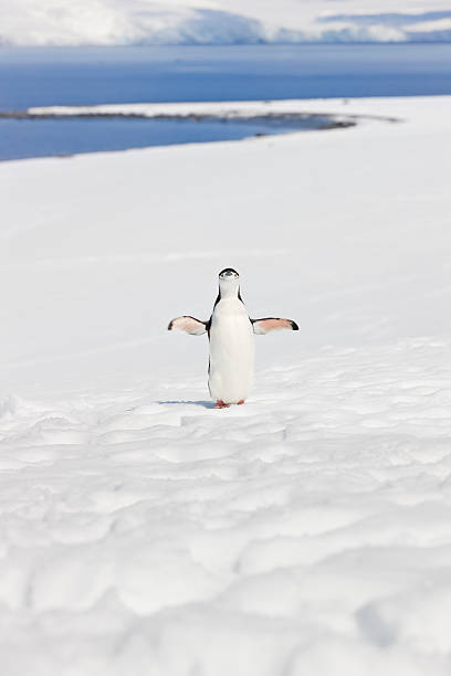 antarktis zügelpinguin auf halbmond-insel - penguin chinstrap penguin antarctic peninsula ice floe stock-fotos und bilder