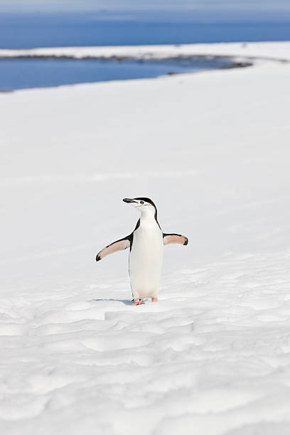 antarktis zügelpinguin auf halbmond-insel - penguin chinstrap penguin antarctic peninsula ice floe stock-fotos und bilder