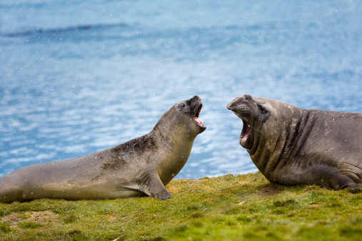 Elephant seal ( Genus Mirounga )