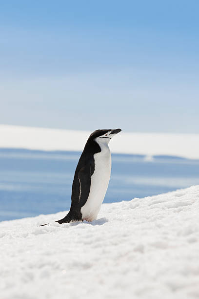 antartide pigoscelide dell'antartide sul halfmoon island - animal chinstrap penguin antarctic peninsula ice floe foto e immagini stock