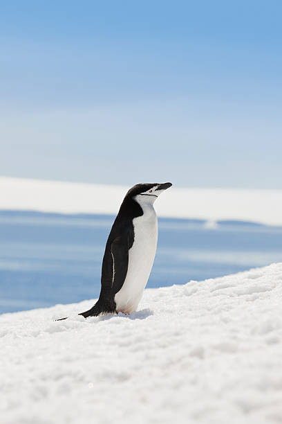 南極ヒゲペンギンに半月島 - penguin chinstrap penguin antarctic peninsula ice floe ストックフォトと画像