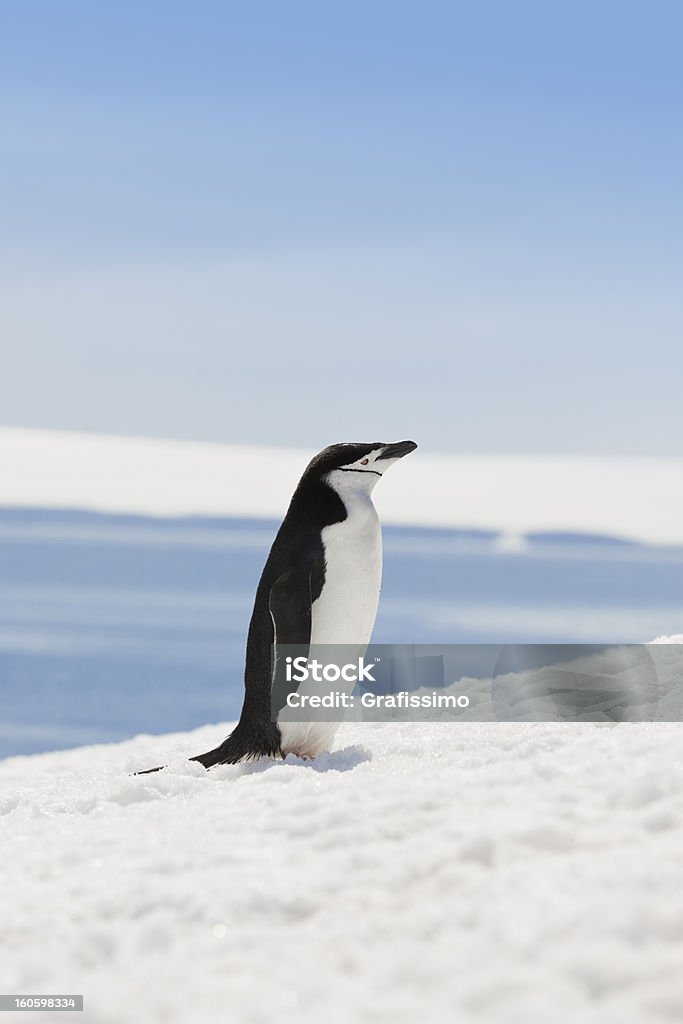 Antarctica chinstrap penguin on Halfmoon Island Iceberg - Ice Formation Stock Photo