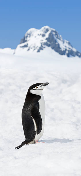 南極ヒゲペンギンラウンジの雪 - penguin chinstrap penguin antarctic peninsula ice floe ストックフォトと画像