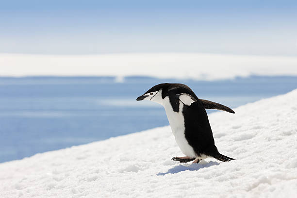 antarktis zügelpinguin auf halbmond-insel - penguin chinstrap penguin antarctic peninsula ice floe stock-fotos und bilder