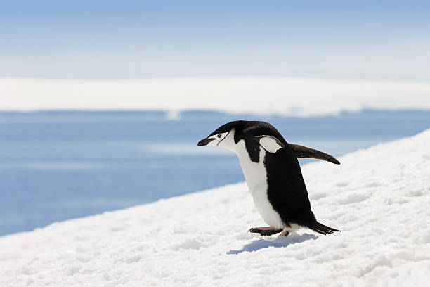 南極ヒゲペンギンに半月島 - penguin chinstrap penguin antarctic peninsula ice floe ストックフォトと画像