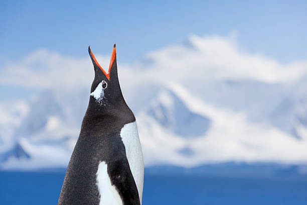 antártida pinguim-papu gritar - nature antarctica half moon island penguin imagens e fotografias de stock