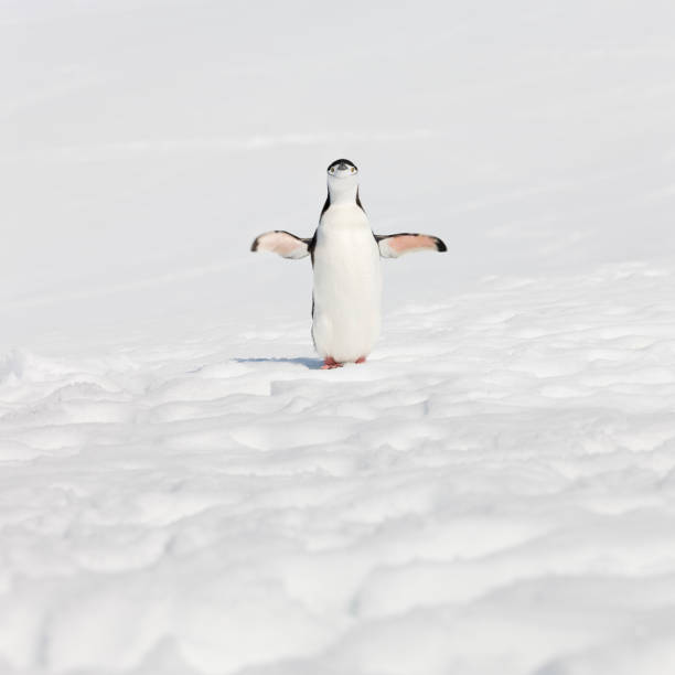 antarktis zügelpinguin auf halbmond-insel - penguin chinstrap penguin antarctic peninsula ice floe stock-fotos und bilder