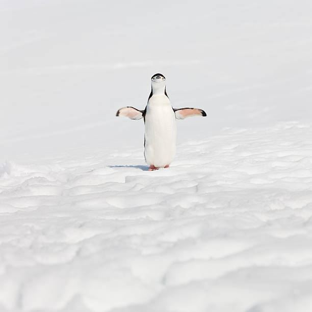 antartide pigoscelide dell'antartide sul halfmoon island - animal chinstrap penguin antarctic peninsula ice floe foto e immagini stock