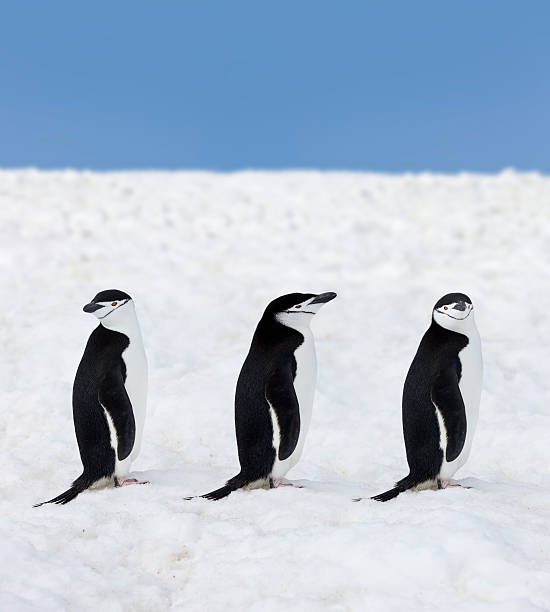 antartide tre sottogola penguins - animal chinstrap penguin antarctic peninsula ice floe foto e immagini stock