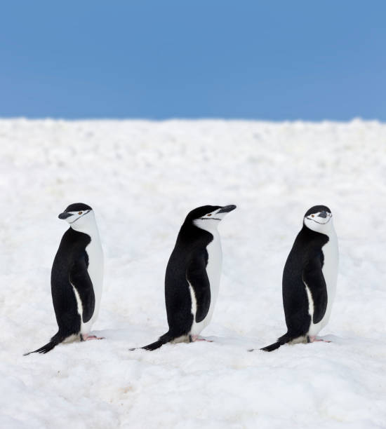 南極 3 chinstrap ペンギン - penguin chinstrap penguin antarctic peninsula ice floe ストックフォトと画像