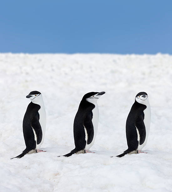 antártida três barbudo penguins - nature antarctica half moon island penguin imagens e fotografias de stock