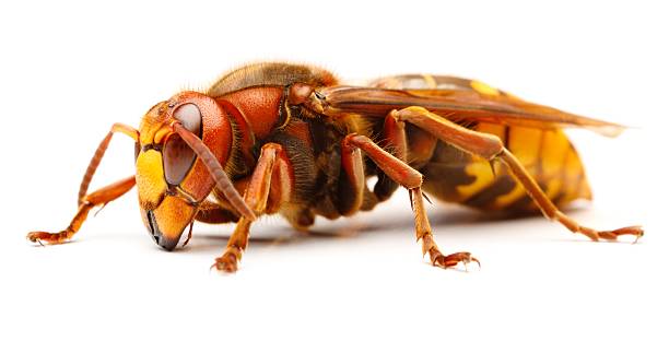 istock European hornet, Vespa crabro 160598494
