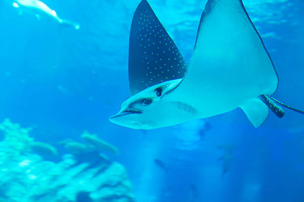 istock Ray swimming in an aquarium 160599320