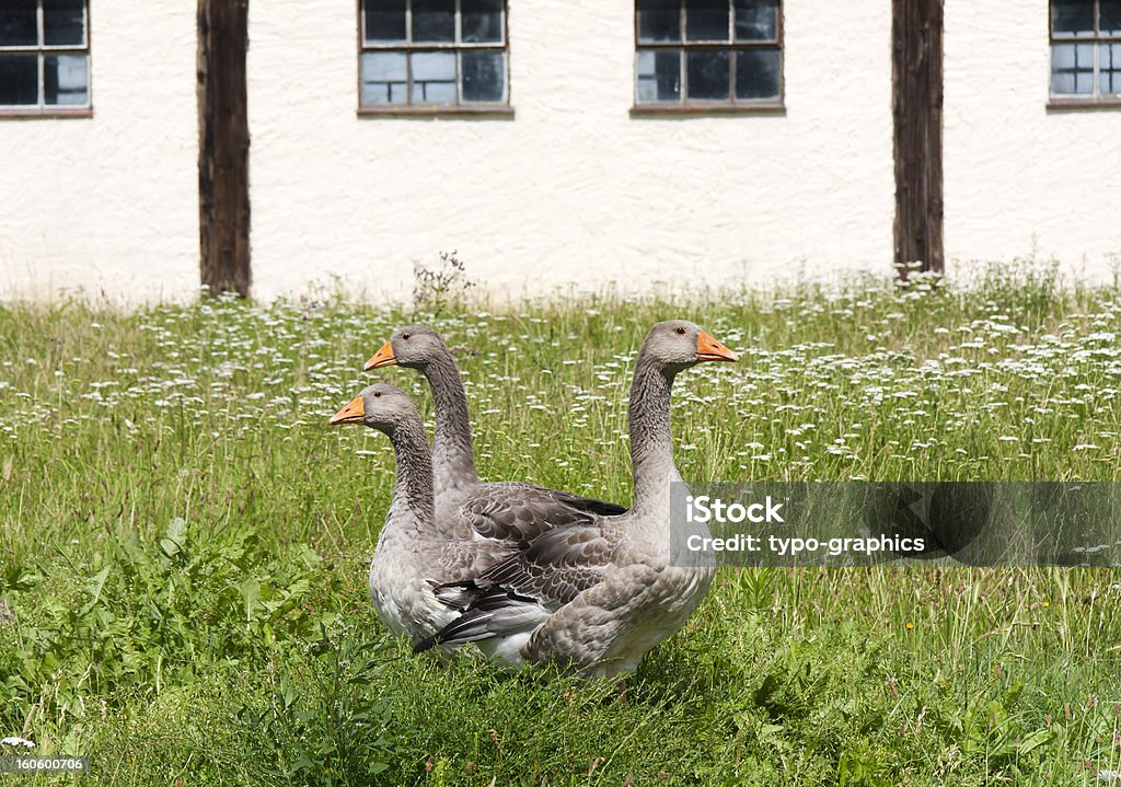 Graylag Gooses auf der Farm - Lizenzfrei Agrarbetrieb Stock-Foto