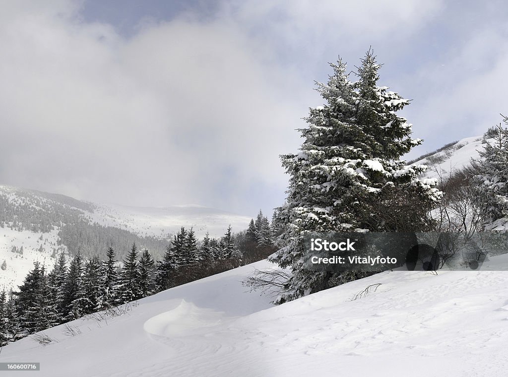 Carpathians 冬の - エゾマツのロイヤリティフリーストックフォト