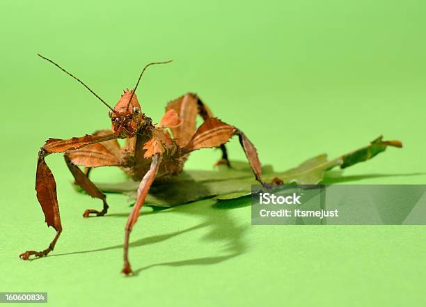 Extatosoma Tiaratum - Fotografie stock e altre immagini di Animale - Animale, Appuntito, Bruttezza