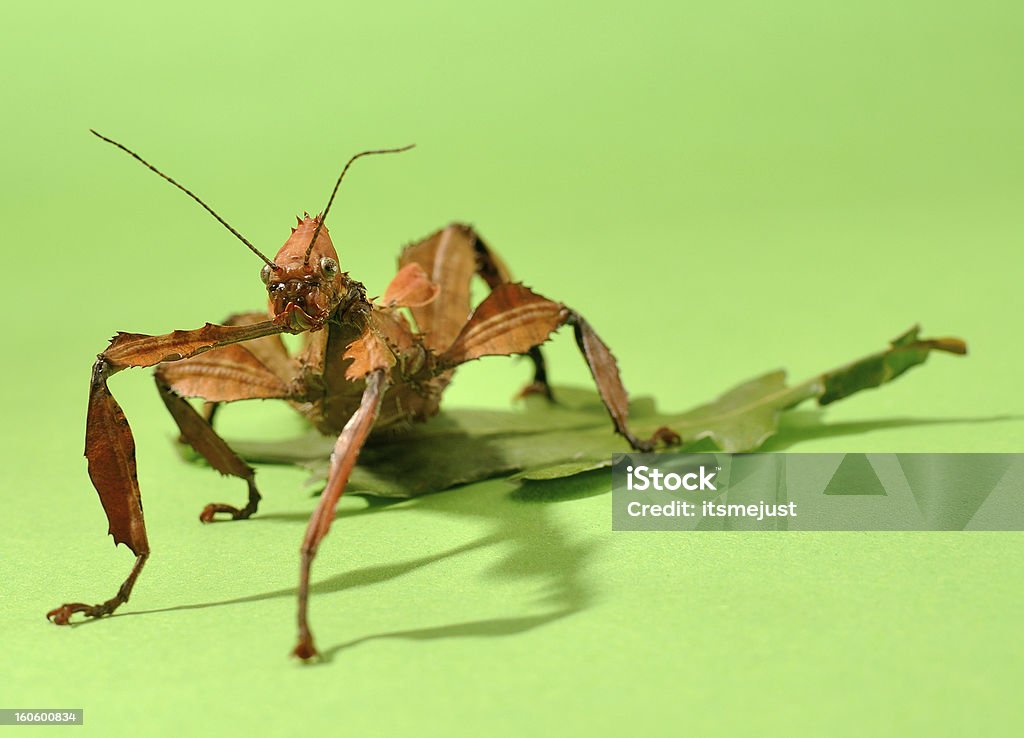 Extatosoma tiaratum - Zbiór zdjęć royalty-free (Bez ludzi)