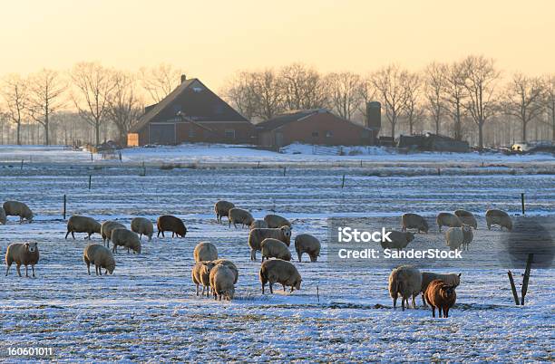 Ovelha De Inverno - Fotografias de stock e mais imagens de Cidade de Groningen - Cidade de Groningen, Agricultura, Ambiente